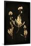 Gramercy Black
