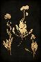 Just the Print