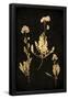 Essential Black