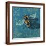 Brown Frame