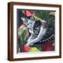 Brown Frame