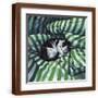 Brown Frame