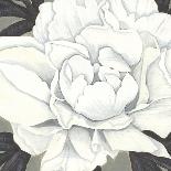 Pure Peony II-Kate Mawdsley-Giclee Print