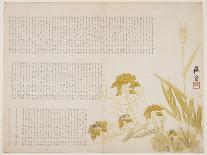 Rape Blossom and Wheat, 1854-Katei-Giclee Print