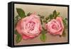 Katherine Mermet Pink Roses-null-Framed Stretched Canvas