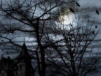 Dark Shadows-Katherine Sanderson-Photographic Print