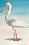 Flamingo Pose-Kathleen Broaderick-Art Print