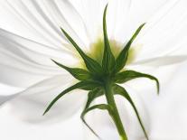 White Cosmos Flower, Harpswell, Maine, USA-Kathleen Clemons-Photographic Print