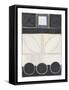 Framed Canvas