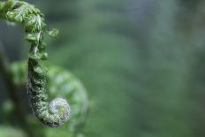Spiraled Fern Waiting to Bloom-Kathryn Wanders-Stretched Canvas