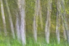 Alder Forest II-Kathy Mahan-Photographic Print