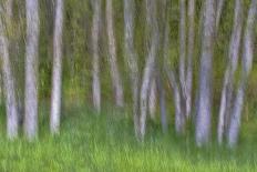 Alder Forest I-Kathy Mahan-Photographic Print