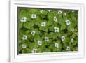 Gramercy White