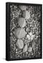 Essential Black