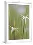 Chelsea White