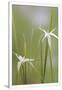 Gramercy White