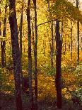 Aspen in the Day I-Kathy Mansfield-Framed Photographic Print