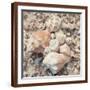 Chelsea Espresso