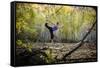 Katie Paulson Practices Yoga Among The Cottonwood Trees In An Autumn Morning In Indian Creek, Utah-Dan Holz-Framed Stretched Canvas