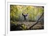 Katie Paulson Practices Yoga Among The Cottonwood Trees In An Autumn Morning In Indian Creek, Utah-Dan Holz-Framed Photographic Print