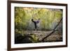 Katie Paulson Practices Yoga Among The Cottonwood Trees In An Autumn Morning In Indian Creek, Utah-Dan Holz-Framed Photographic Print