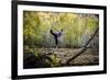 Katie Paulson Practices Yoga Among The Cottonwood Trees In An Autumn Morning In Indian Creek, Utah-Dan Holz-Framed Photographic Print