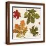 Brown Frame