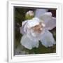 Gramercy White