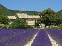 Lavender Near Banon, Provence, Provence-Alpes-Cote D'Azur, France-Katja Kreder-Photographic Print