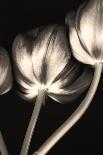 Tulip Quadrant I-Katja Marzahn-Giclee Print