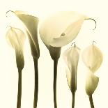 Snowdrop Cluster-Katja Marzahn-Giclee Print