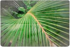 Palm Leaf Grunge Background, in the Jungle-Katja Piolka-Photographic Print