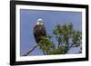 Katmai Peninsula, Alaska, USA. American Bald Eagle.-Karen Ann Sullivan-Framed Photographic Print