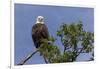 Katmai Peninsula, Alaska, USA. American Bald Eagle.-Karen Ann Sullivan-Framed Photographic Print