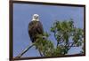 Katmai Peninsula, Alaska, USA. American Bald Eagle.-Karen Ann Sullivan-Framed Photographic Print