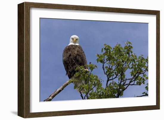 Katmai Peninsula, Alaska, USA. American Bald Eagle.-Karen Ann Sullivan-Framed Photographic Print