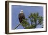 Katmai Peninsula, Alaska, USA. American Bald Eagle.-Karen Ann Sullivan-Framed Photographic Print