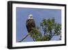 Katmai Peninsula, Alaska, USA. American Bald Eagle.-Karen Ann Sullivan-Framed Photographic Print