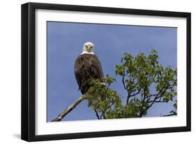 Katmai Peninsula, Alaska, USA. American Bald Eagle.-Karen Ann Sullivan-Framed Photographic Print