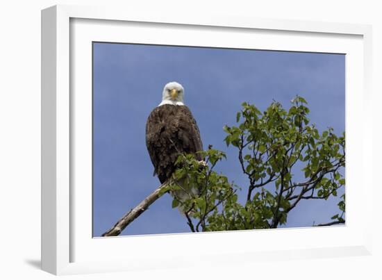 Katmai Peninsula, Alaska, USA. American Bald Eagle.-Karen Ann Sullivan-Framed Photographic Print