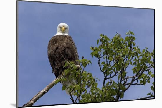 Katmai Peninsula, Alaska, USA. American Bald Eagle.-Karen Ann Sullivan-Mounted Photographic Print