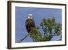 Katmai Peninsula, Alaska, USA. American Bald Eagle.-Karen Ann Sullivan-Framed Photographic Print