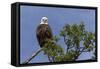 Katmai Peninsula, Alaska, USA. American Bald Eagle.-Karen Ann Sullivan-Framed Stretched Canvas