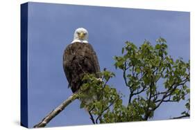 Katmai Peninsula, Alaska, USA. American Bald Eagle.-Karen Ann Sullivan-Stretched Canvas