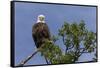 Katmai Peninsula, Alaska, USA. American Bald Eagle.-Karen Ann Sullivan-Framed Stretched Canvas