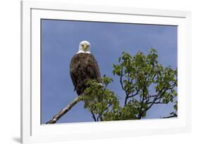 Katmai Peninsula, Alaska, USA. American Bald Eagle.-Karen Ann Sullivan-Framed Photographic Print