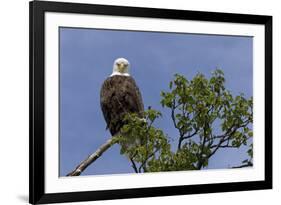 Katmai Peninsula, Alaska, USA. American Bald Eagle.-Karen Ann Sullivan-Framed Photographic Print