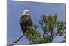 Katmai Peninsula, Alaska, USA. American Bald Eagle.-Karen Ann Sullivan-Mounted Photographic Print