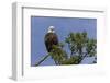 Katmai Peninsula, Alaska, USA. American Bald Eagle.-Karen Ann Sullivan-Framed Photographic Print