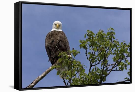 Katmai Peninsula, Alaska, USA. American Bald Eagle.-Karen Ann Sullivan-Framed Stretched Canvas